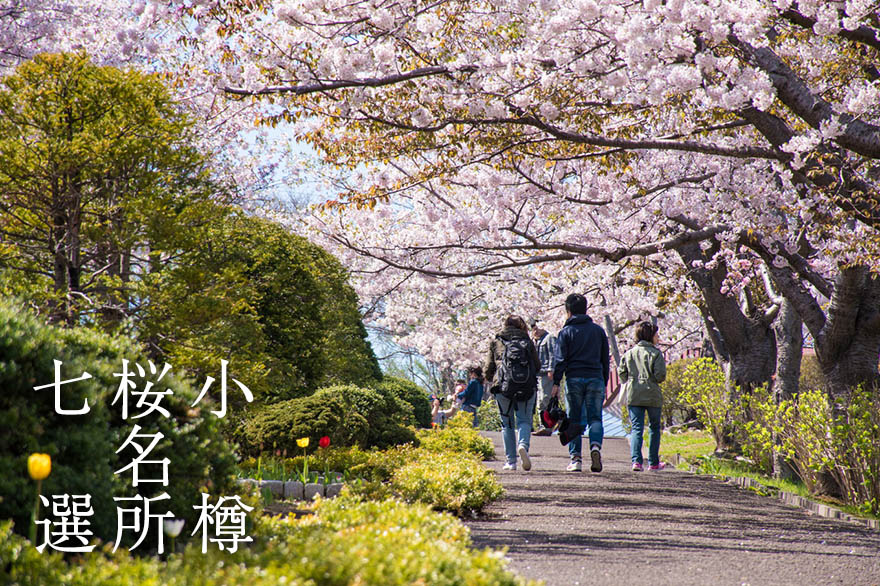 春到来！小樽の桜名所7選とマイナーだけどオススメの桜スポット