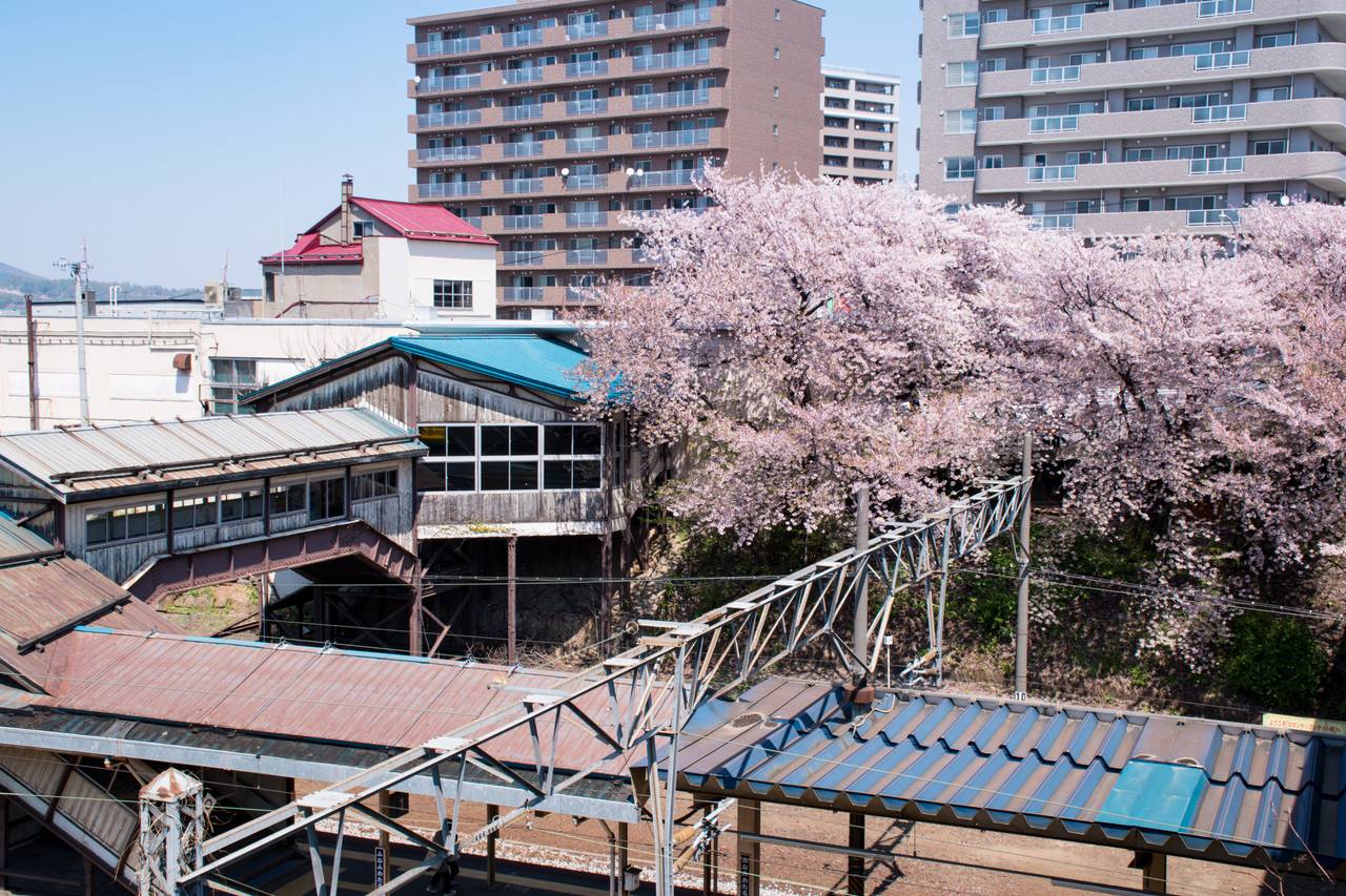 南小樽駅の桜