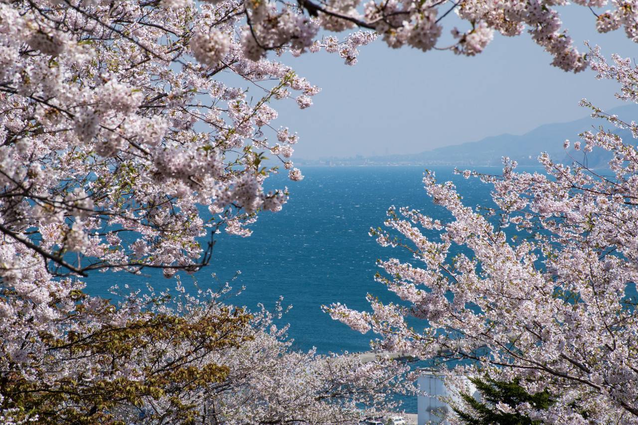 小樽手宮公園の桜