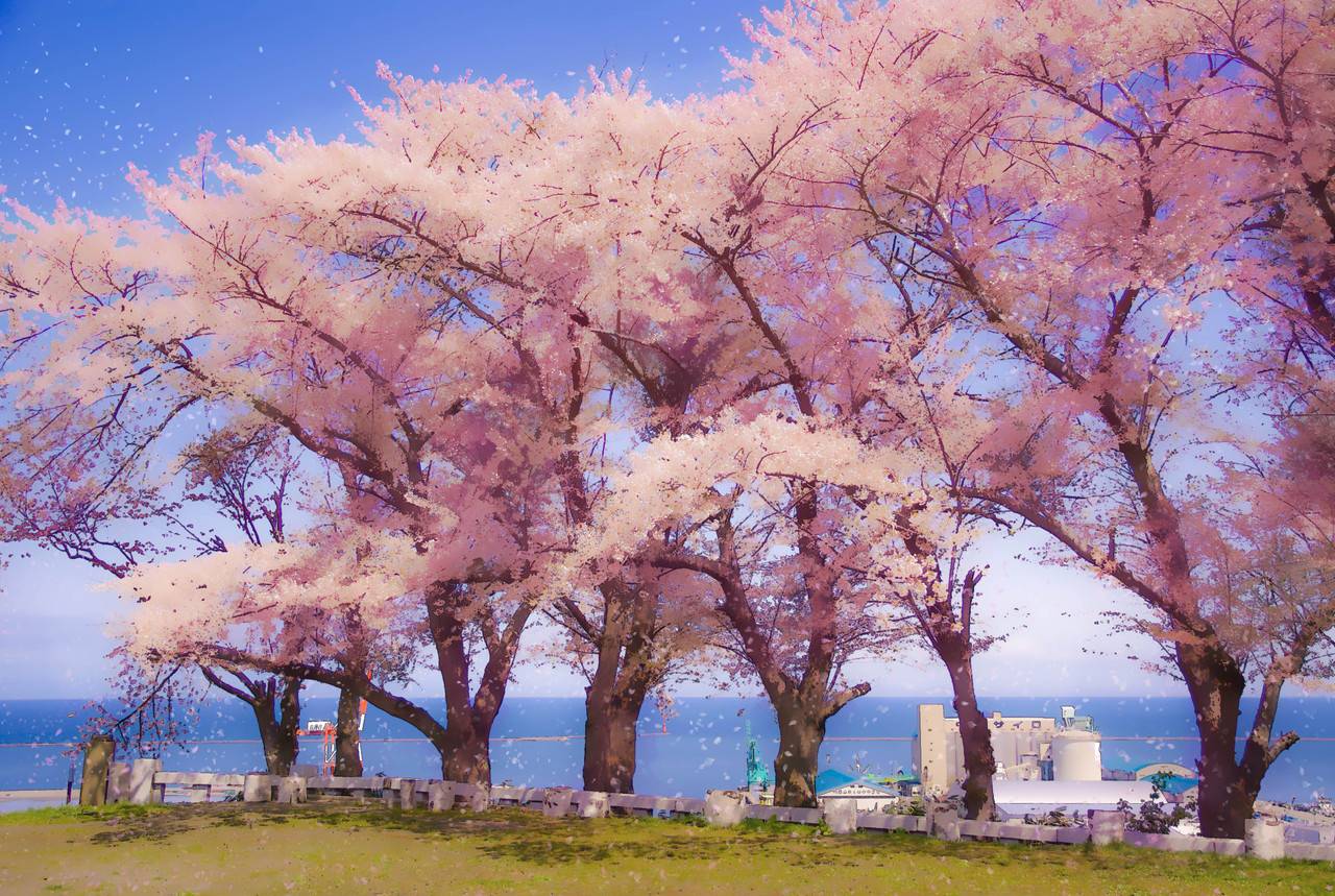 簡単 写真をアニメ背景風に加工するチュートリアル桜編 Photoshop 小樽総合デザイン事務局 ホームページ制作 デザイン Lineスタンプ制作