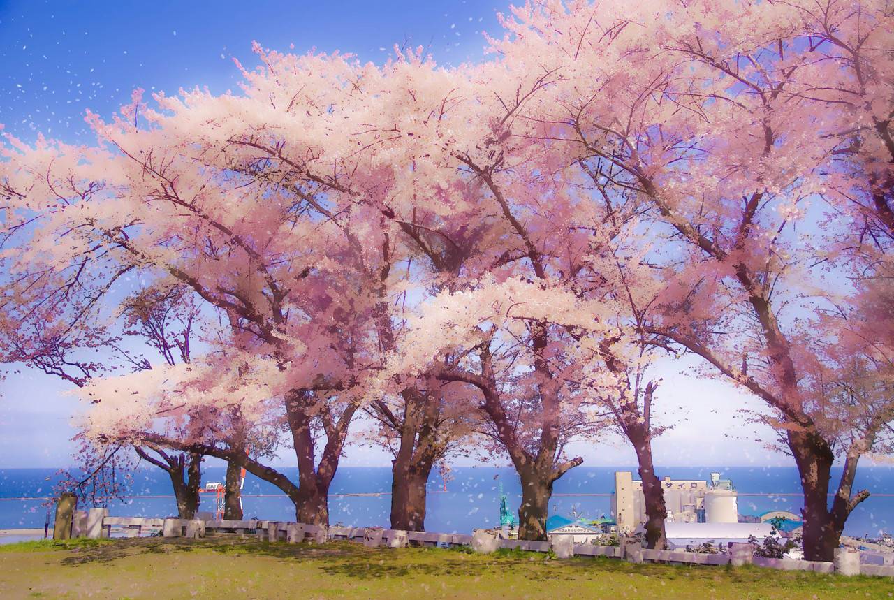 簡単 写真をアニメ背景風に加工するチュートリアル桜編 Photoshop 小樽総合デザイン事務局 ホームページ制作 デザイン Lineスタンプ制作