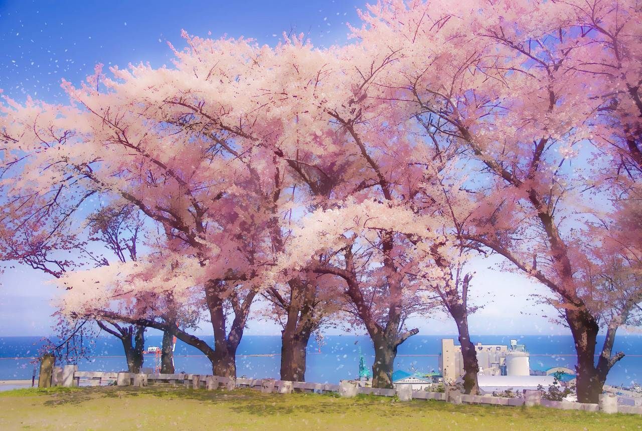 簡単 写真をアニメ背景風に加工するチュートリアル桜編 Photoshop 小樽総合デザイン事務局 ホームページ制作 デザイン Lineスタンプ制作