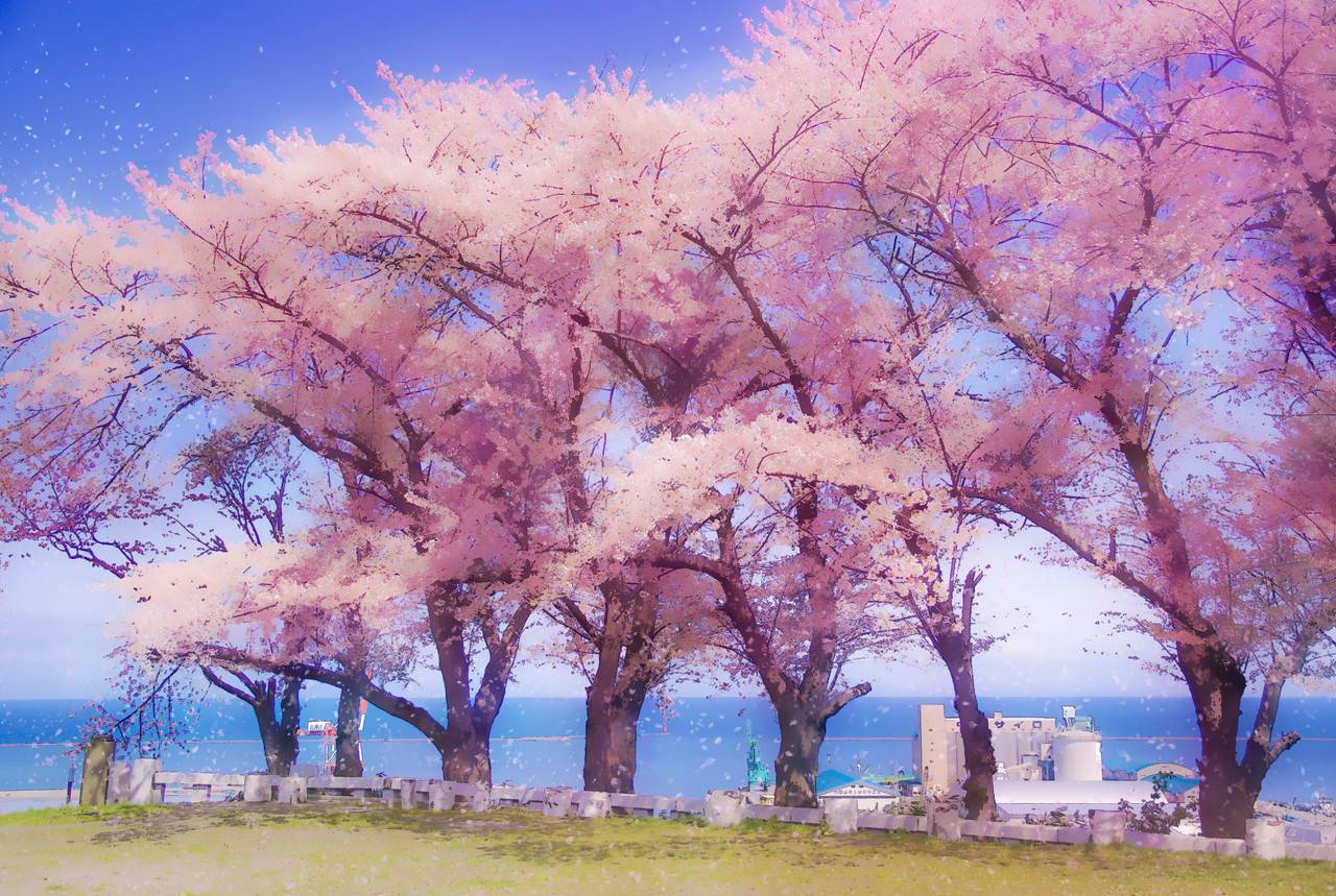 簡単 写真をアニメ背景風に加工するチュートリアル桜編 Photoshop 小樽総合デザイン事務局 ホームページ制作 デザイン Lineスタンプ制作