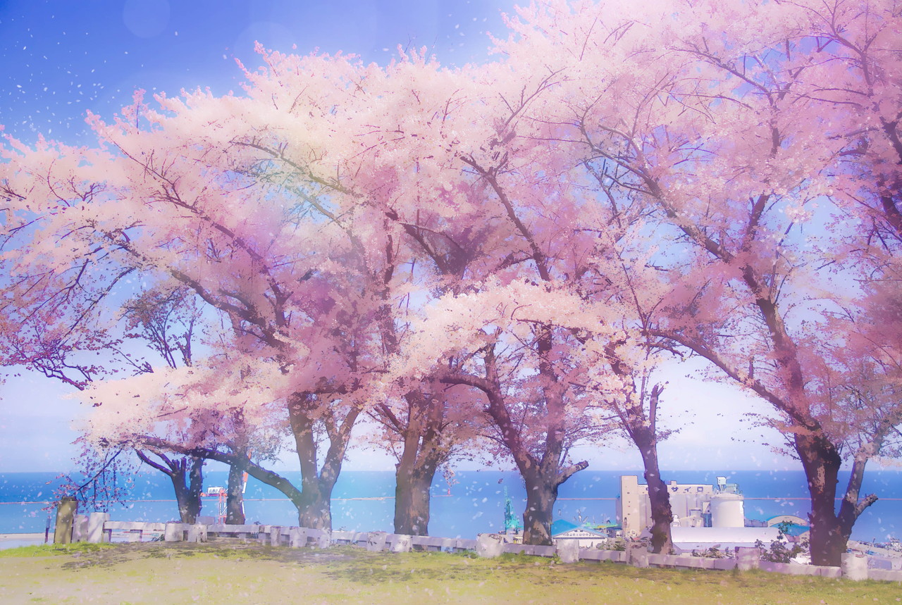 簡単 写真をアニメ背景風に加工するチュートリアル桜編 Photoshop 小樽総合デザイン事務局 ホームページ制作 デザイン Lineスタンプ制作