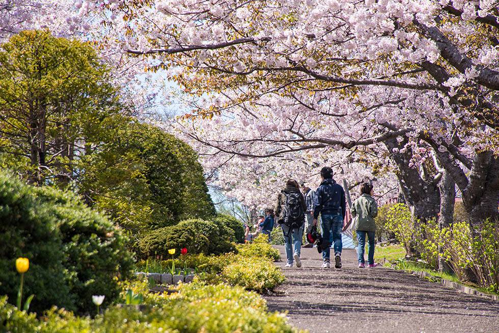 フリー素材 写真やイラストに使える桜吹雪ブラシ Photoshop 小樽総合デザイン事務局 ホームページ制作 デザイン Lineスタンプ制作