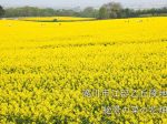 どこまでも続く黄色の絶景！滝川市江部乙丘陵地の菜の花畑