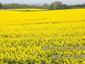 どこまでも続く黄色の絶景！滝川市江部乙丘陵地の菜の花畑