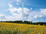 北海道の夏を彩る150万本のひまわり！北竜町ひまわりの里
