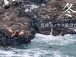 【小樽】野生のトドやオジロワシを見よう！冬の祝津パノラマ展望台