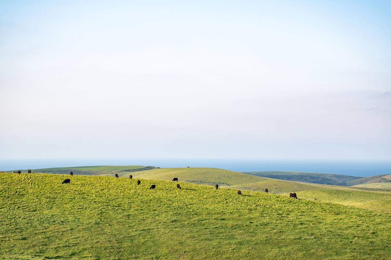 宗谷丘陵の牛