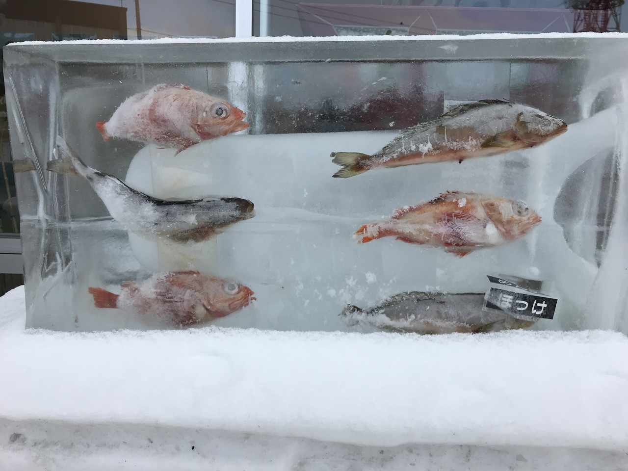 斜里町道の駅の氷漬けの魚