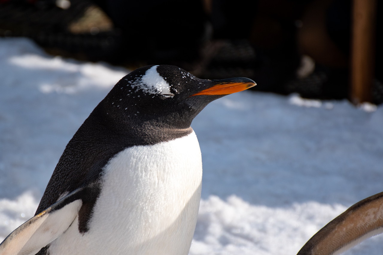 おたる水族館ペンギンの雪中散歩